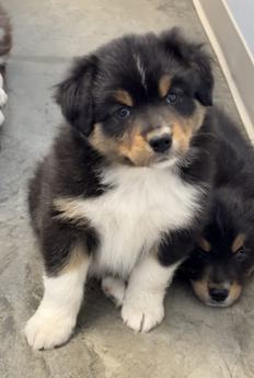Black Tri Male 2