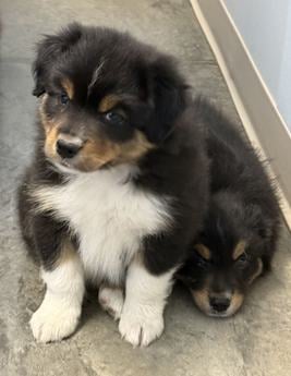 Black Tri Male 2