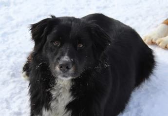 Black Tri Male 2