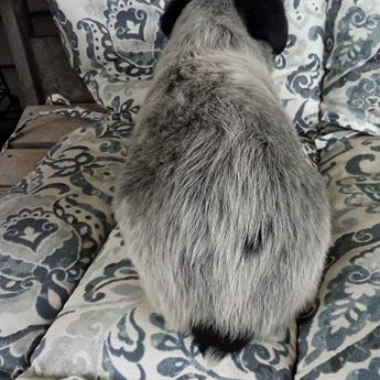 Bobtail
