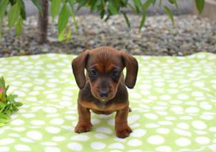 Boots-Miniature