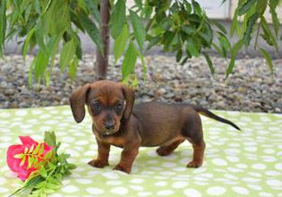 Boots-Miniature