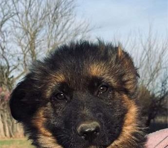 Bosko