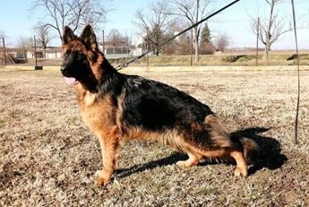 Bosko