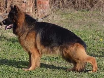 Bosko
