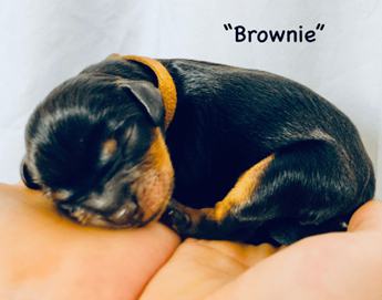 Brownie