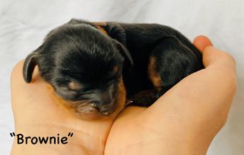Brownie