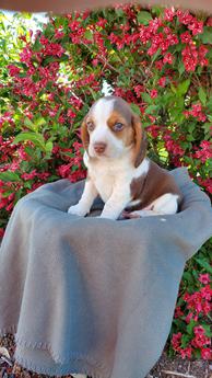 Buster