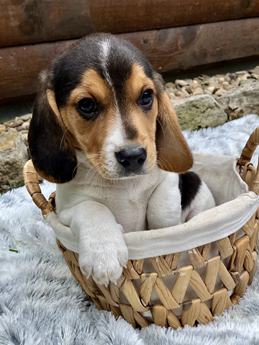 Charlie