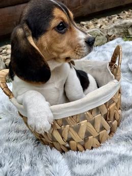 Charlie