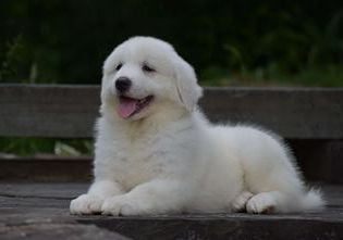 Chloe