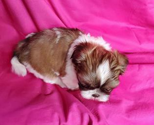 Coco
