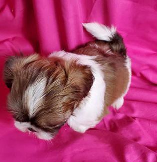 Coco
