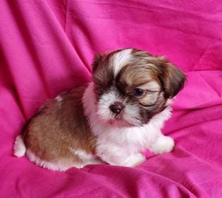 Coco