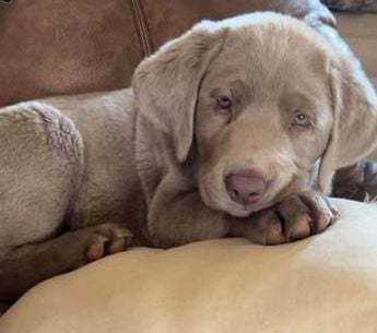 Copper