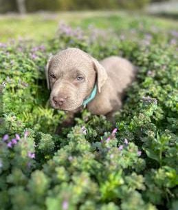 Copper