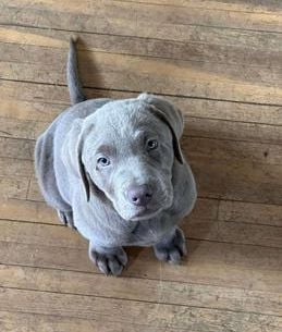 Copper