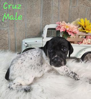 Cruz