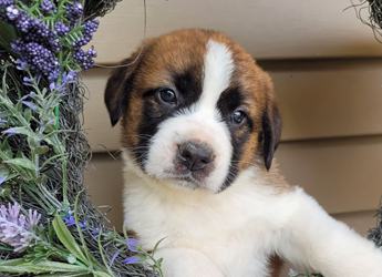 Daisy