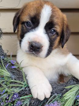 Daisy