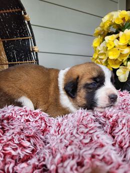 Daisy