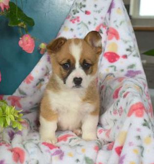 Daisy