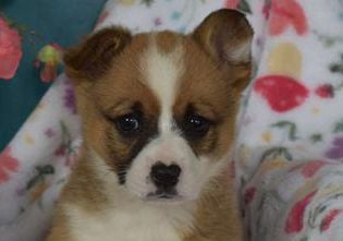 Daisy