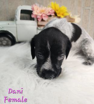 Dani