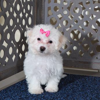 Darla