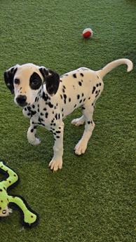 Domino