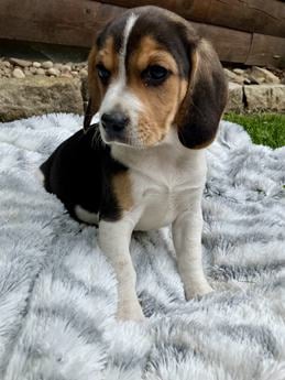 Ellie