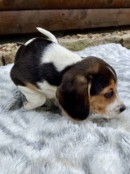 Ellie
