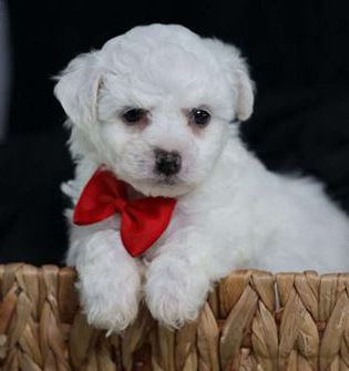 Falcon (teacup)