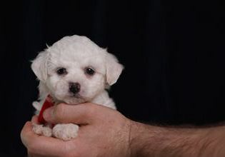 Falcon (teacup)