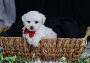Falcon (teacup)