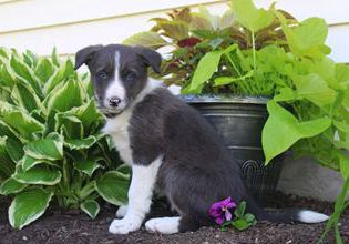 Flora