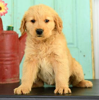 Holly