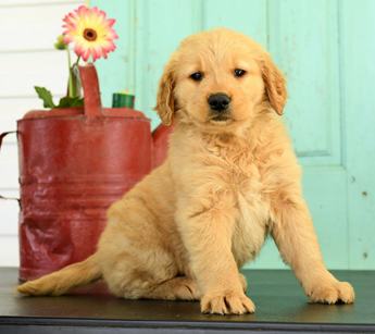 Holly
