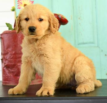 Holly