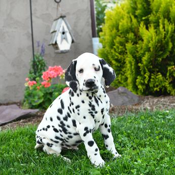 Koda