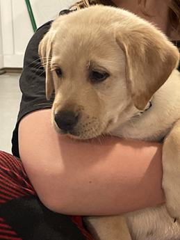 Labs