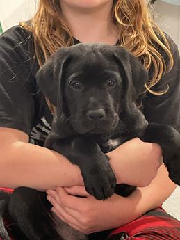 Labs