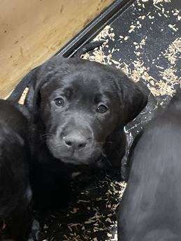 Labs