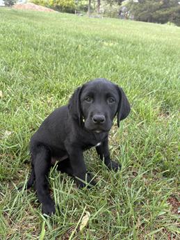 Labs