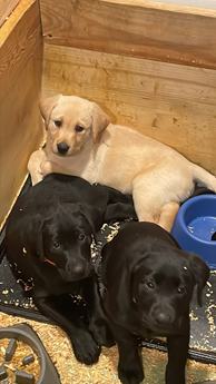 Labs