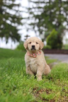 Lila