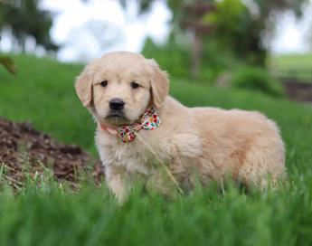 Lila