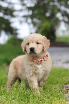 Lila