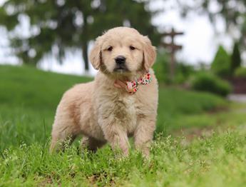 Lila
