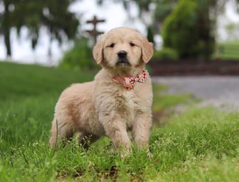 Lila